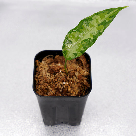 <LA便>Aglaonema Pictum Aceh Tricolor【LA1218-03b】