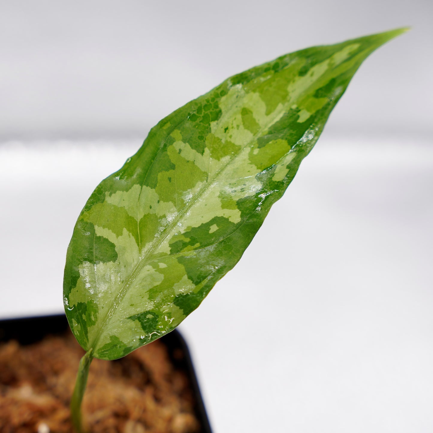 <LA便>Aglaonema Pictum Aceh Tricolor【LA1218-03b】