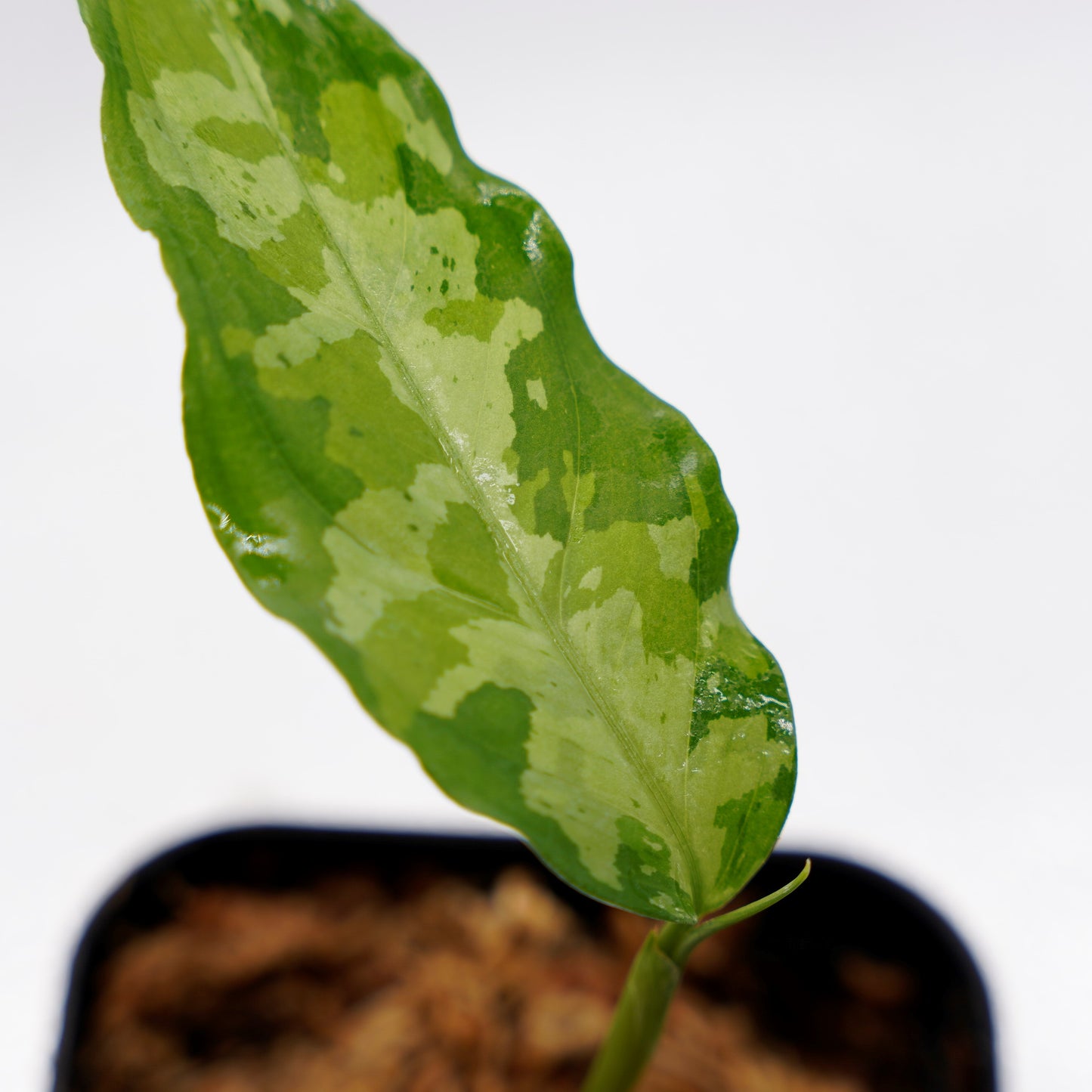 <LA便>Aglaonema Pictum Aceh Tricolor【LA1218-03b】