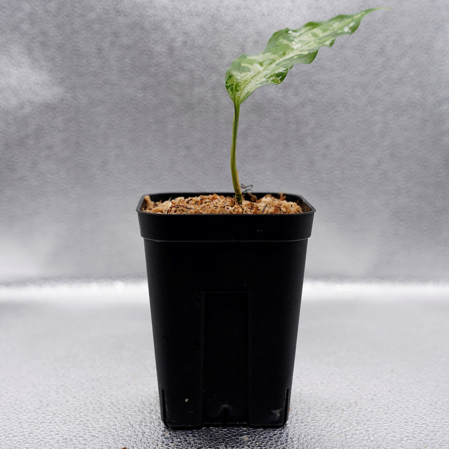 <LA便>Aglaonema Pictum Aceh Tricolor【LA1218-03b】