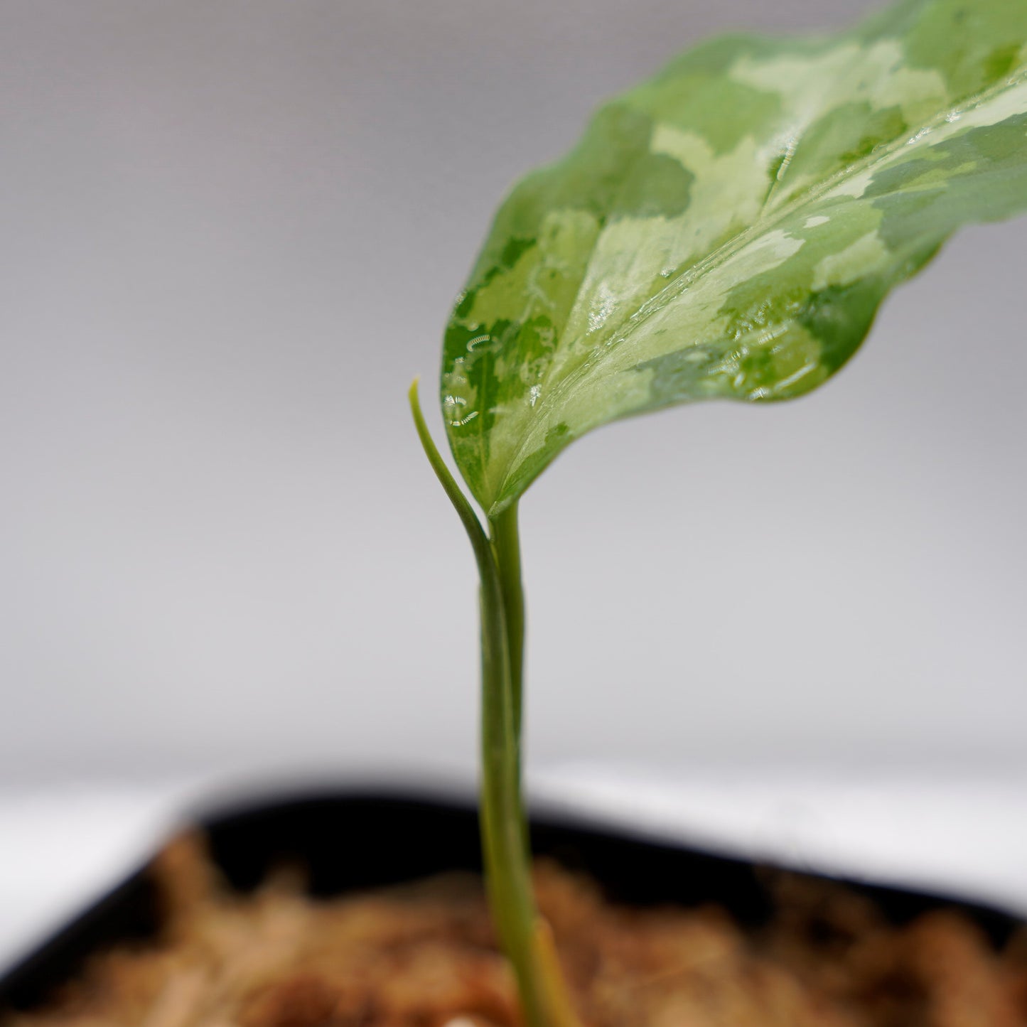 <LA便>Aglaonema Pictum Aceh Tricolor【LA1218-03b】