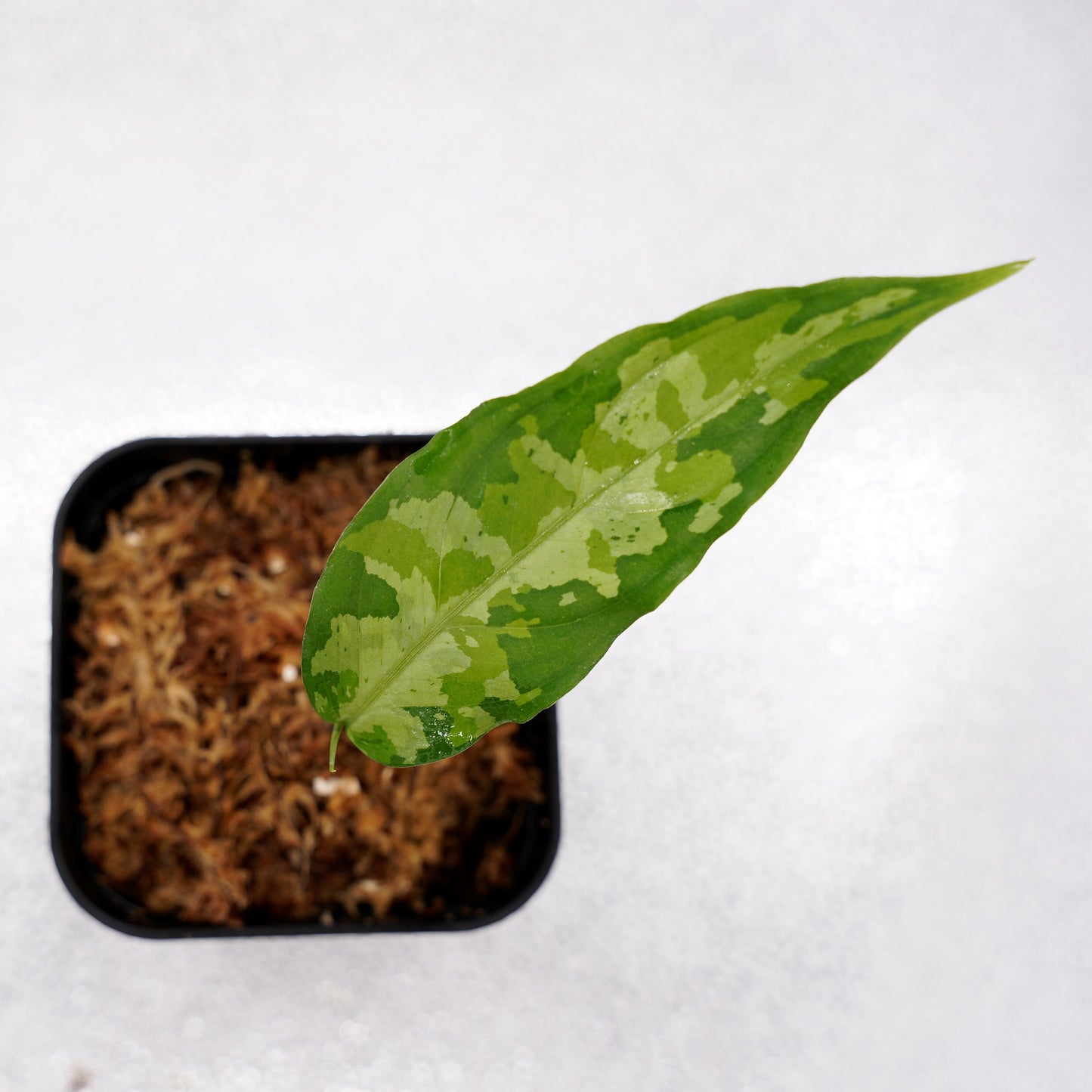 <LA便>Aglaonema Pictum Aceh Tricolor【LA1218-03b】