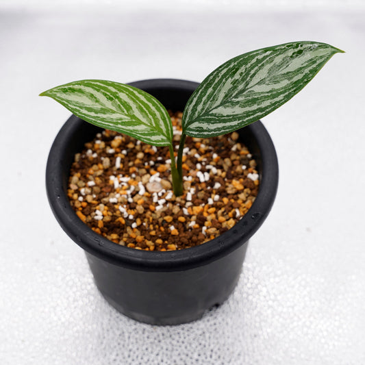 <カーティシー>Aglaonema Nitidum “Curtisii” UND220326