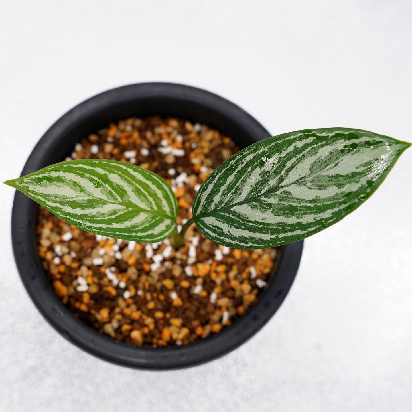 <カーティシー>Aglaonema Nitidum “Curtisii” UND220326