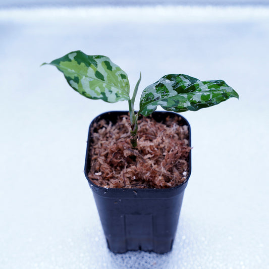 <出射便>Aglaonema Pictum Tricolor “Andaman” Port Blair