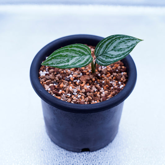 <カーティシー>Aglaonema Nitidum “Curtisii” UND220331