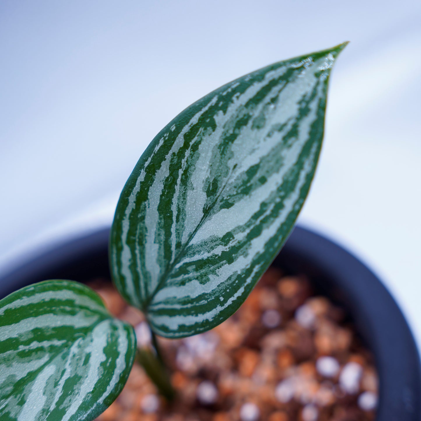<カーティシー>Aglaonema Nitidum “Curtisii” UND220331