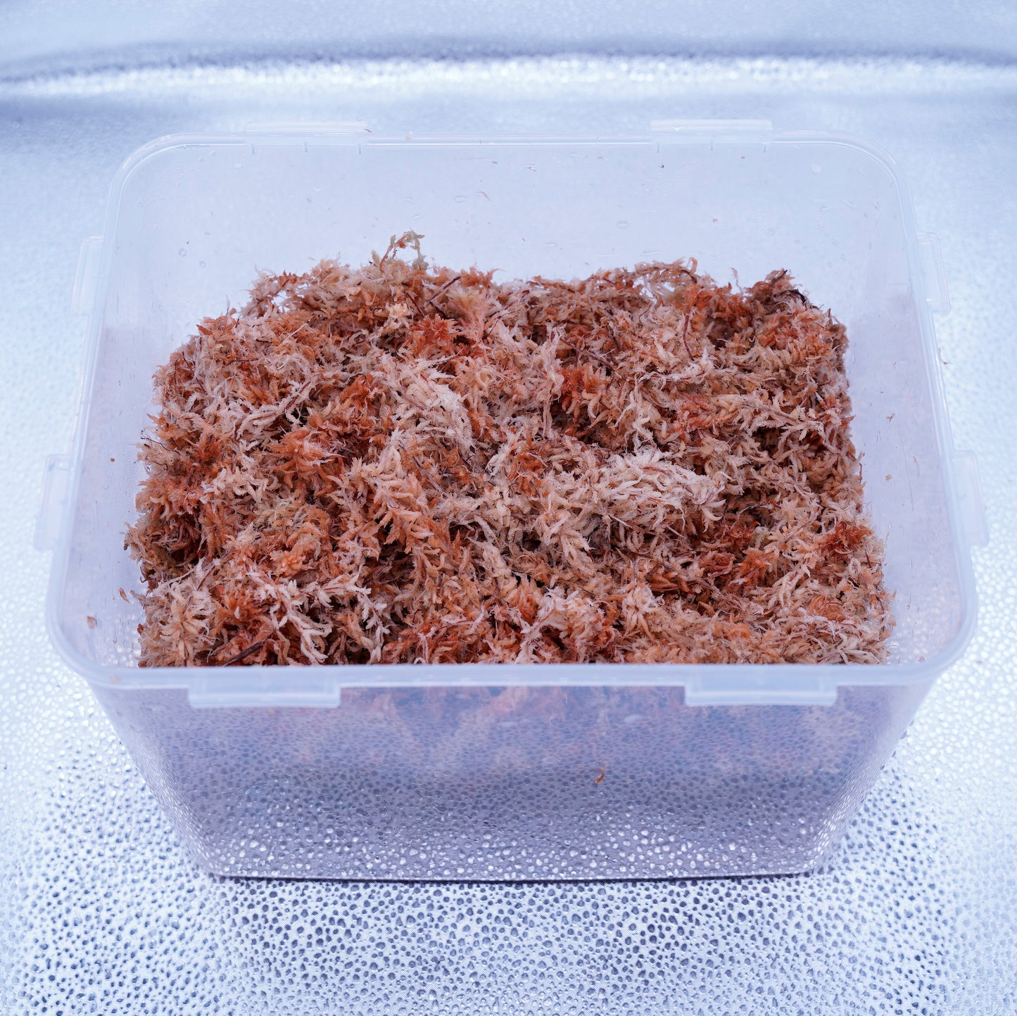 <最高級水苔>5Aランク水苔100グラム ※送料込み