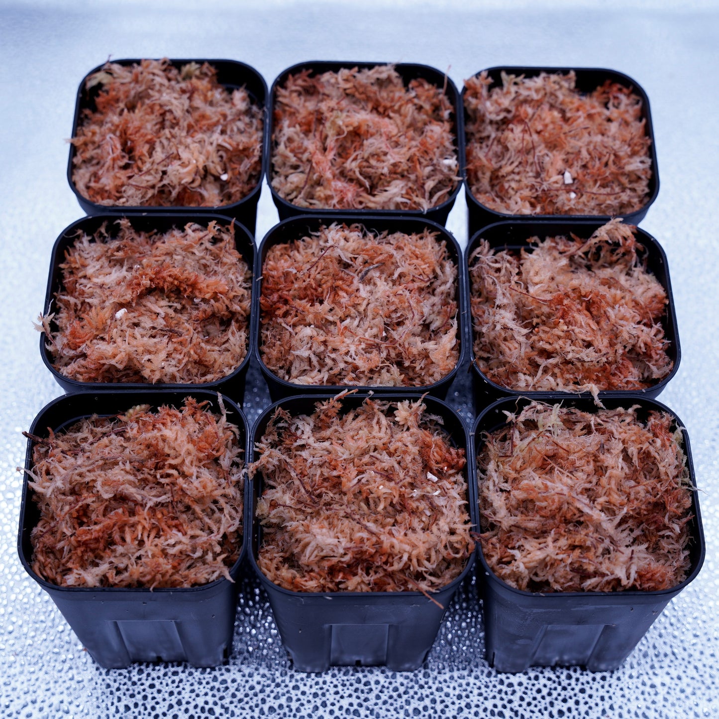 <最高級水苔>5Aランク水苔100グラム ※送料込み