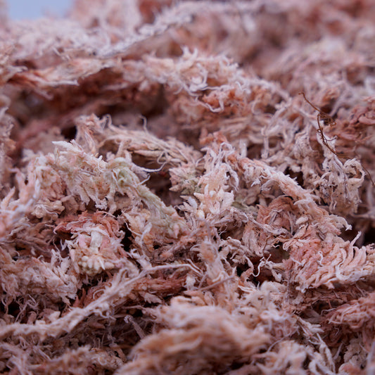 <最高級水苔>5Aランク水苔100グラム ※送料込み