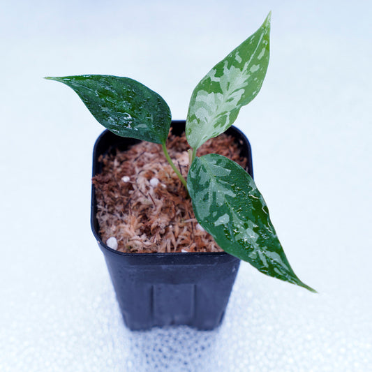 <実生株>Aglaonema Pictum ♂アンダマン×♀T-020219-b-1