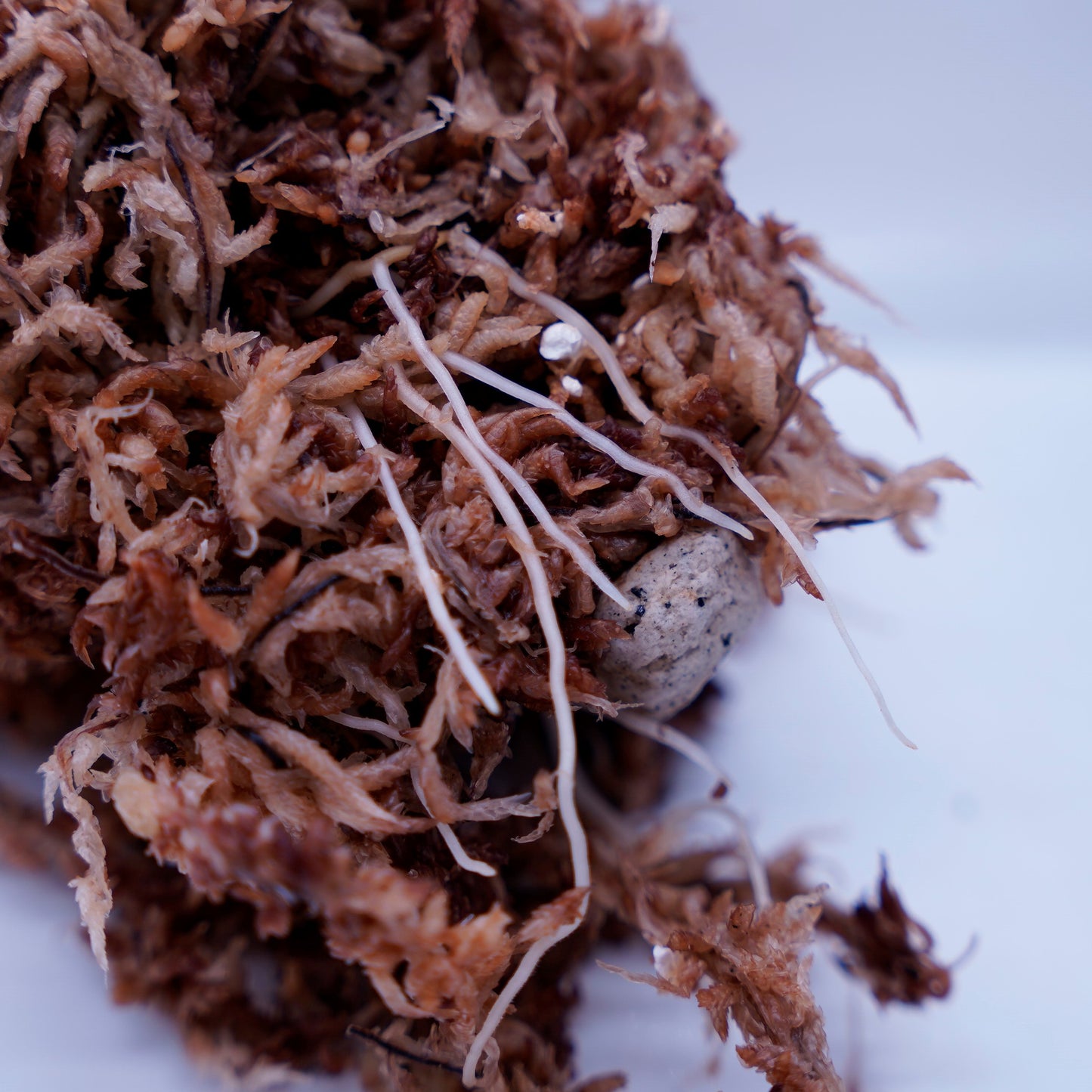 <実生株>Aglaonema Pictum ♂アンダマン×♀T-020219-b-1