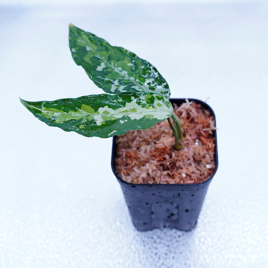 <TZ便>Aglaonema Pictum Aceh 【T-010519-b-2】
