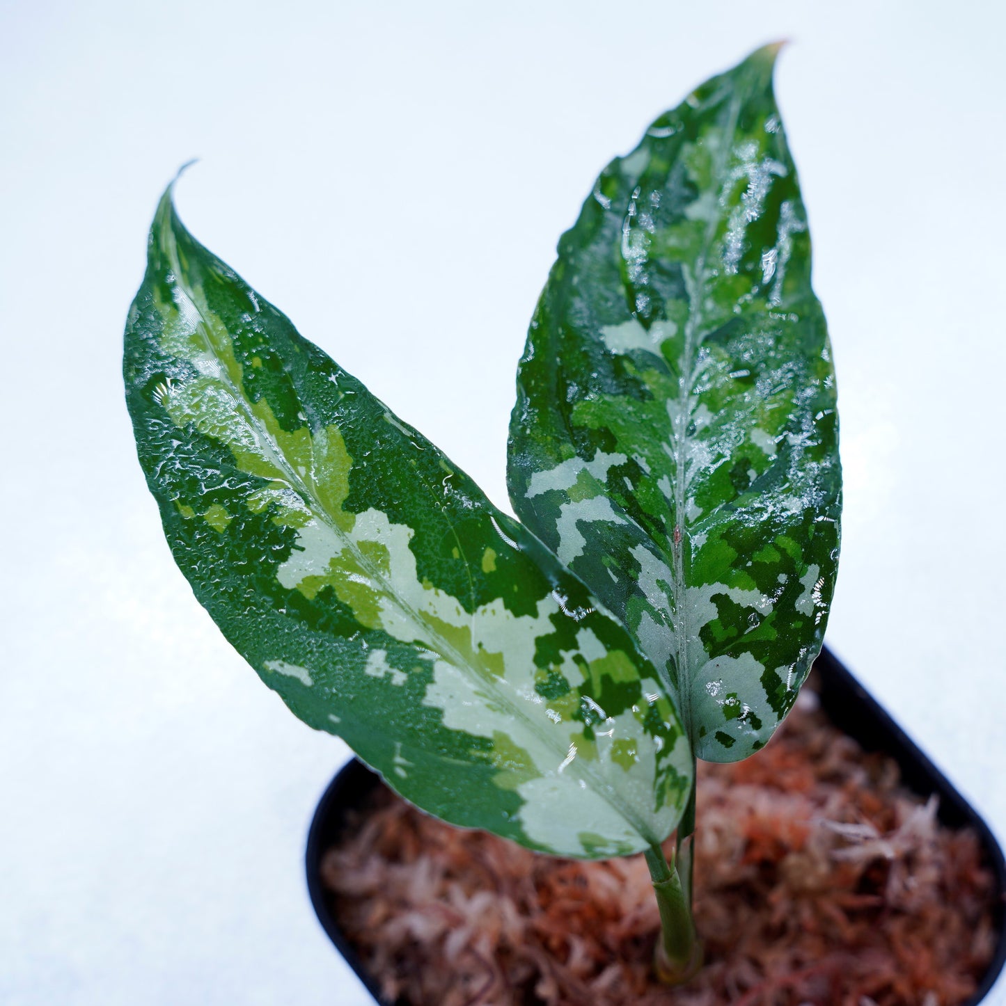 <TZ便>Aglaonema Pictum Aceh 【T-010519-b-2】