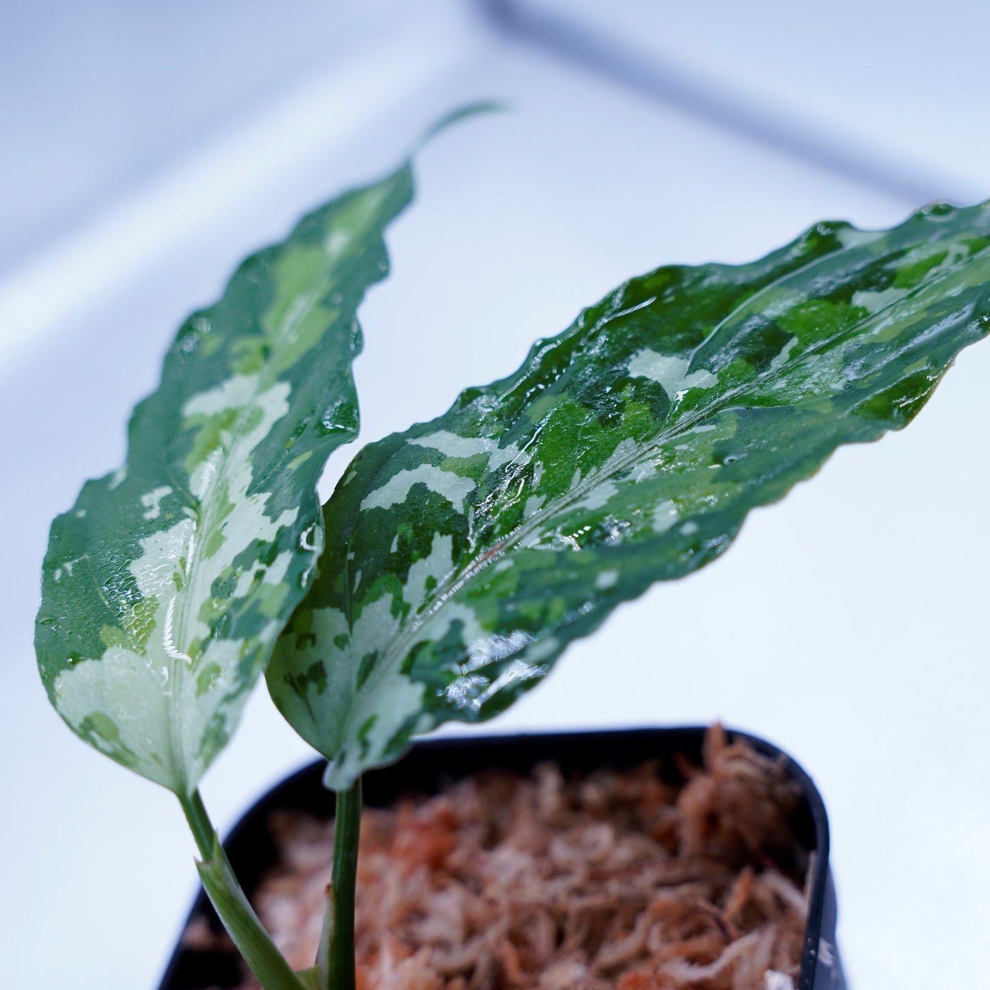 <TZ便>Aglaonema Pictum Aceh 【T-010519-b-2】