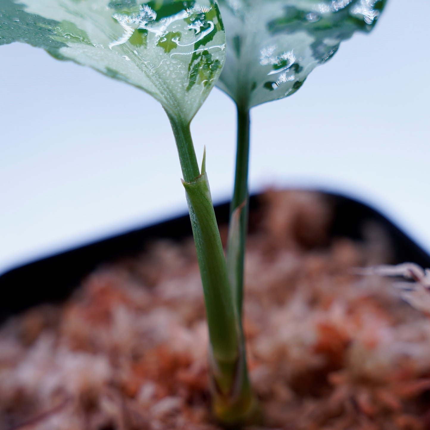 <TZ便>Aglaonema Pictum Aceh 【T-010519-b-2】