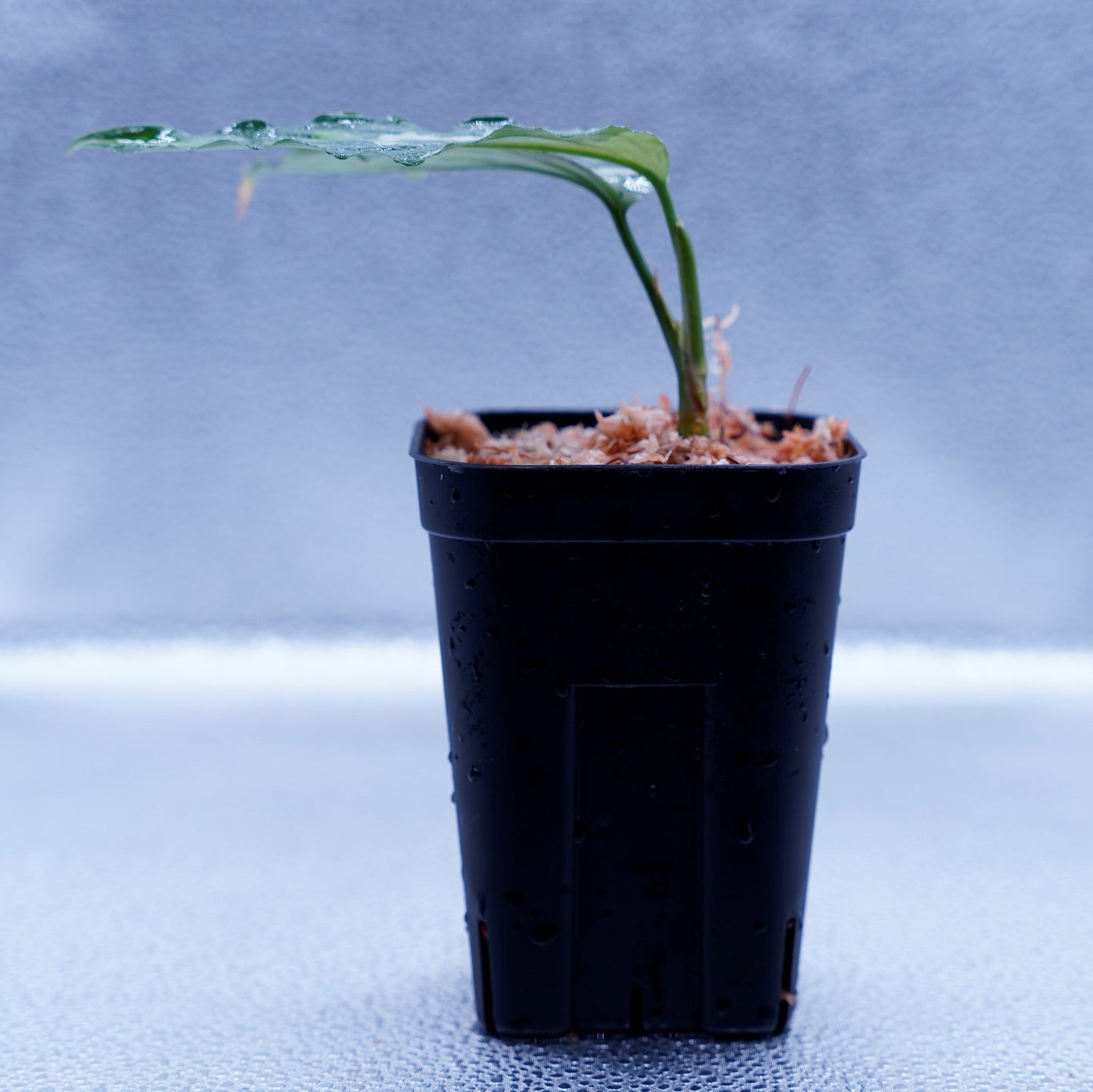 <TZ便>Aglaonema Pictum Aceh 【T-010519-b-2】