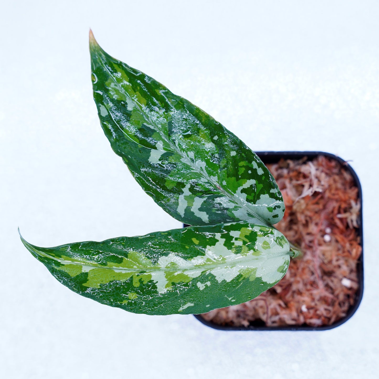 <TZ便>Aglaonema Pictum Aceh 【T-010519-b-2】
