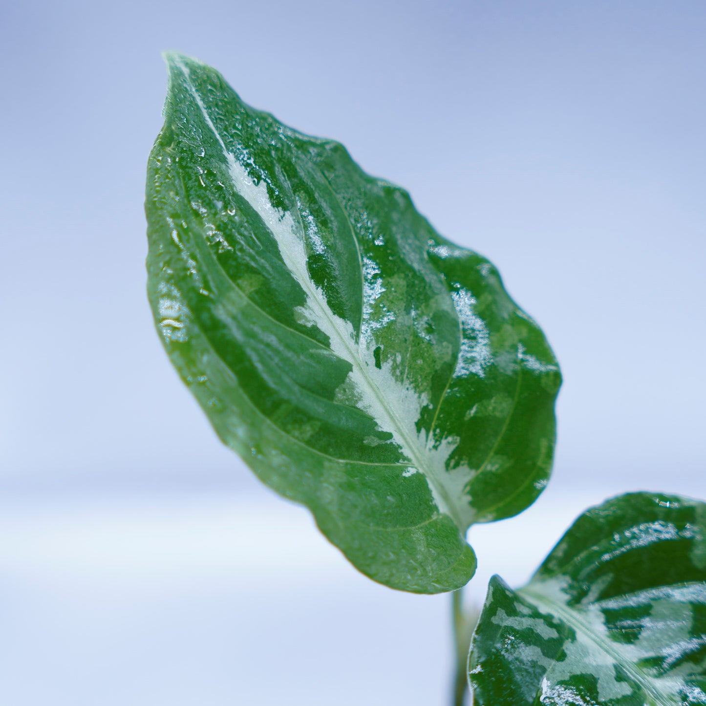<Grow aquarium>Aglaonema Pictum “Kronos”
