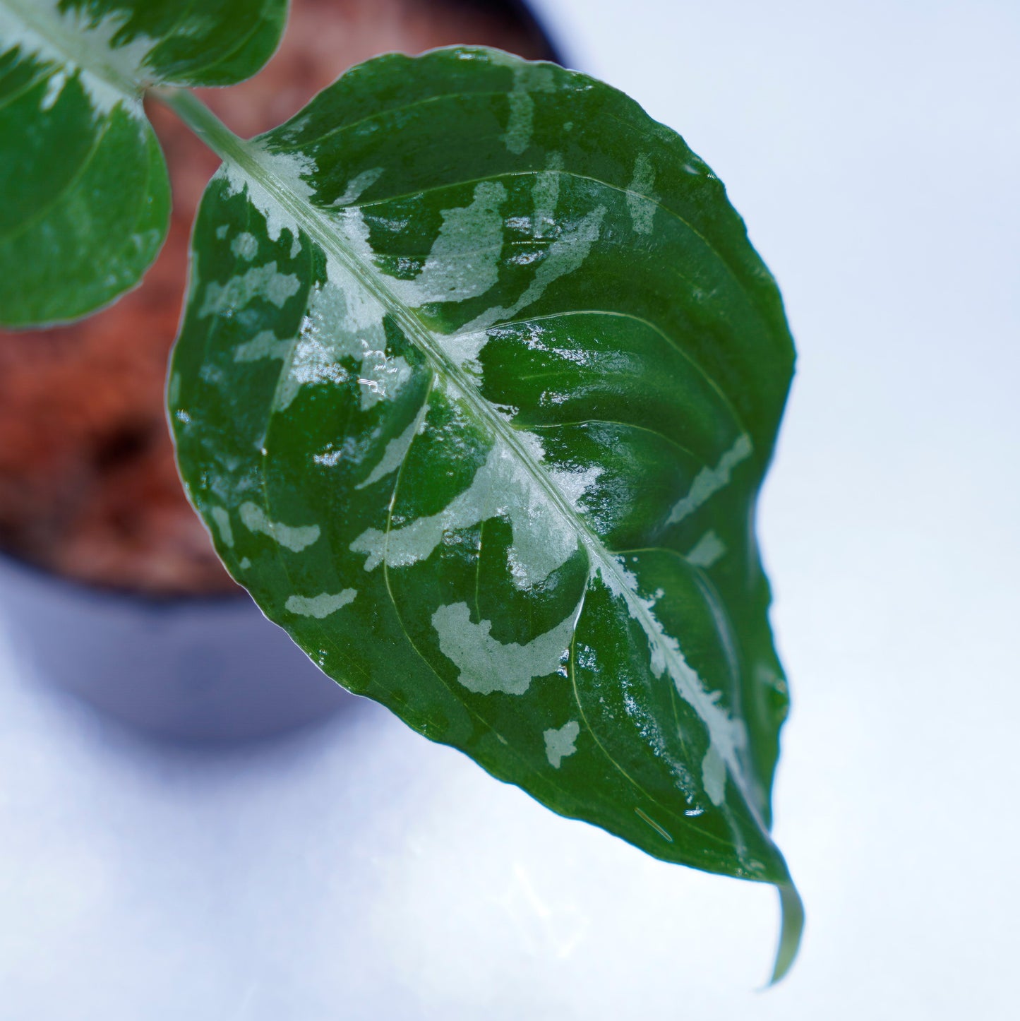<Grow aquarium>Aglaonema Pictum “Kronos”
