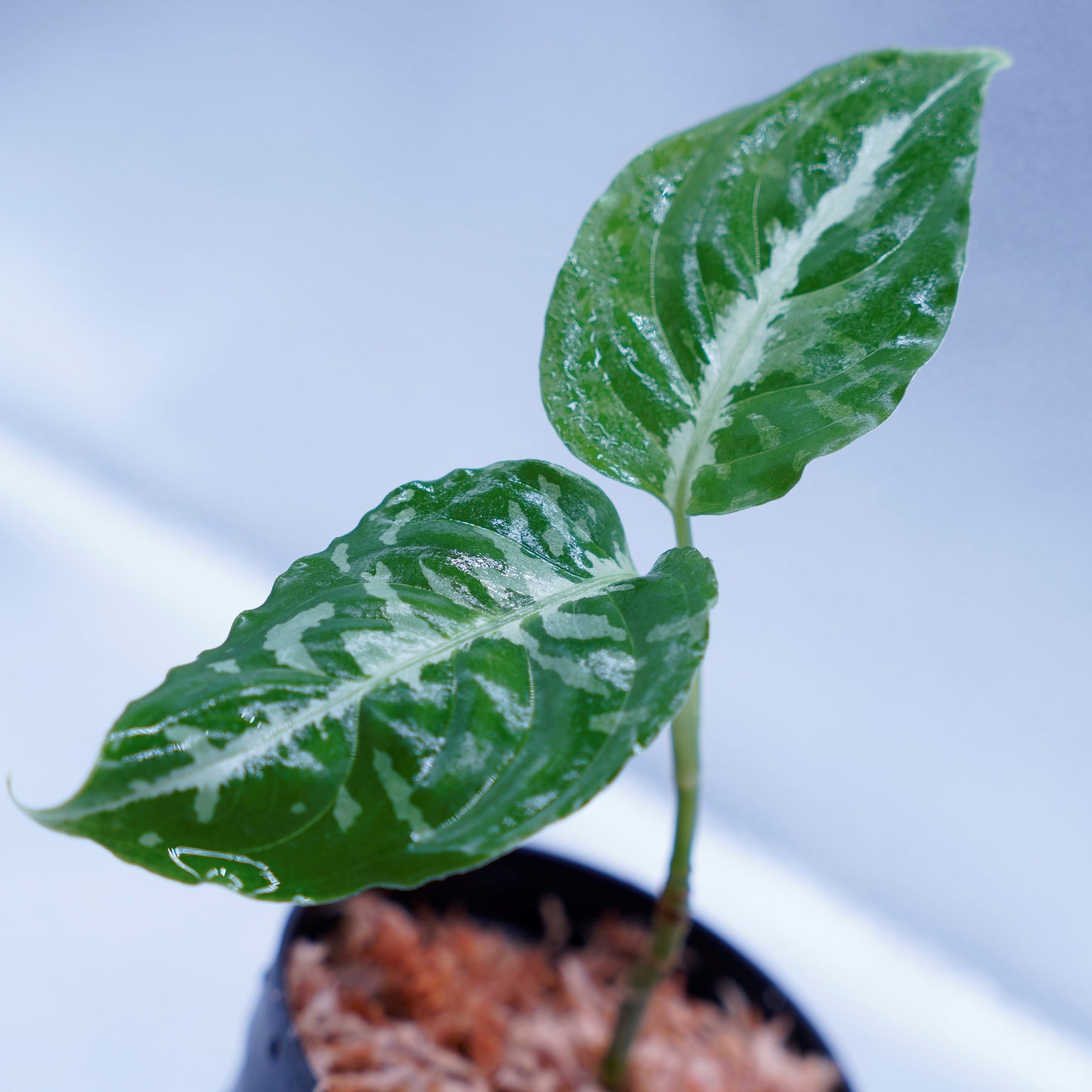 <Grow aquarium>Aglaonema Pictum “Kronos”