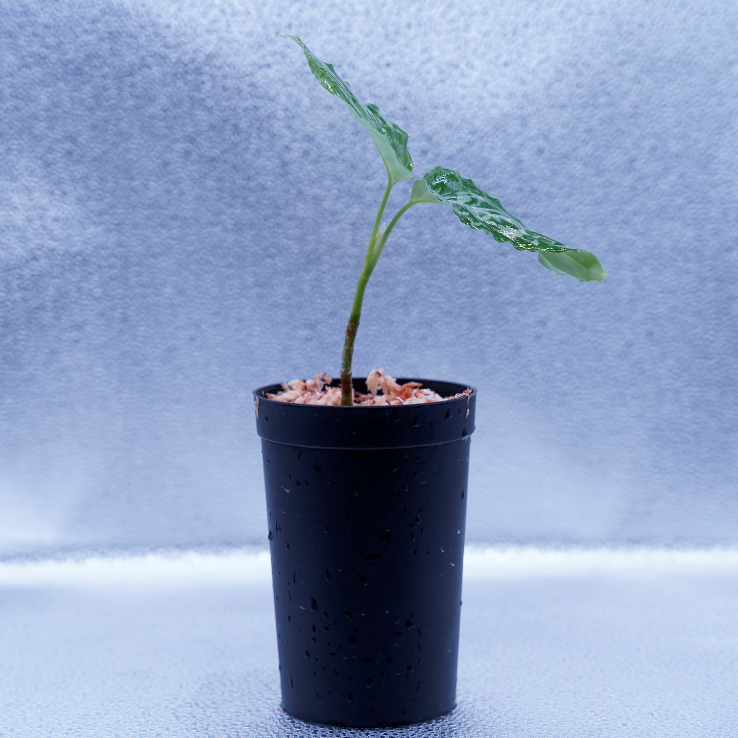 <Grow aquarium>Aglaonema Pictum “Kronos”