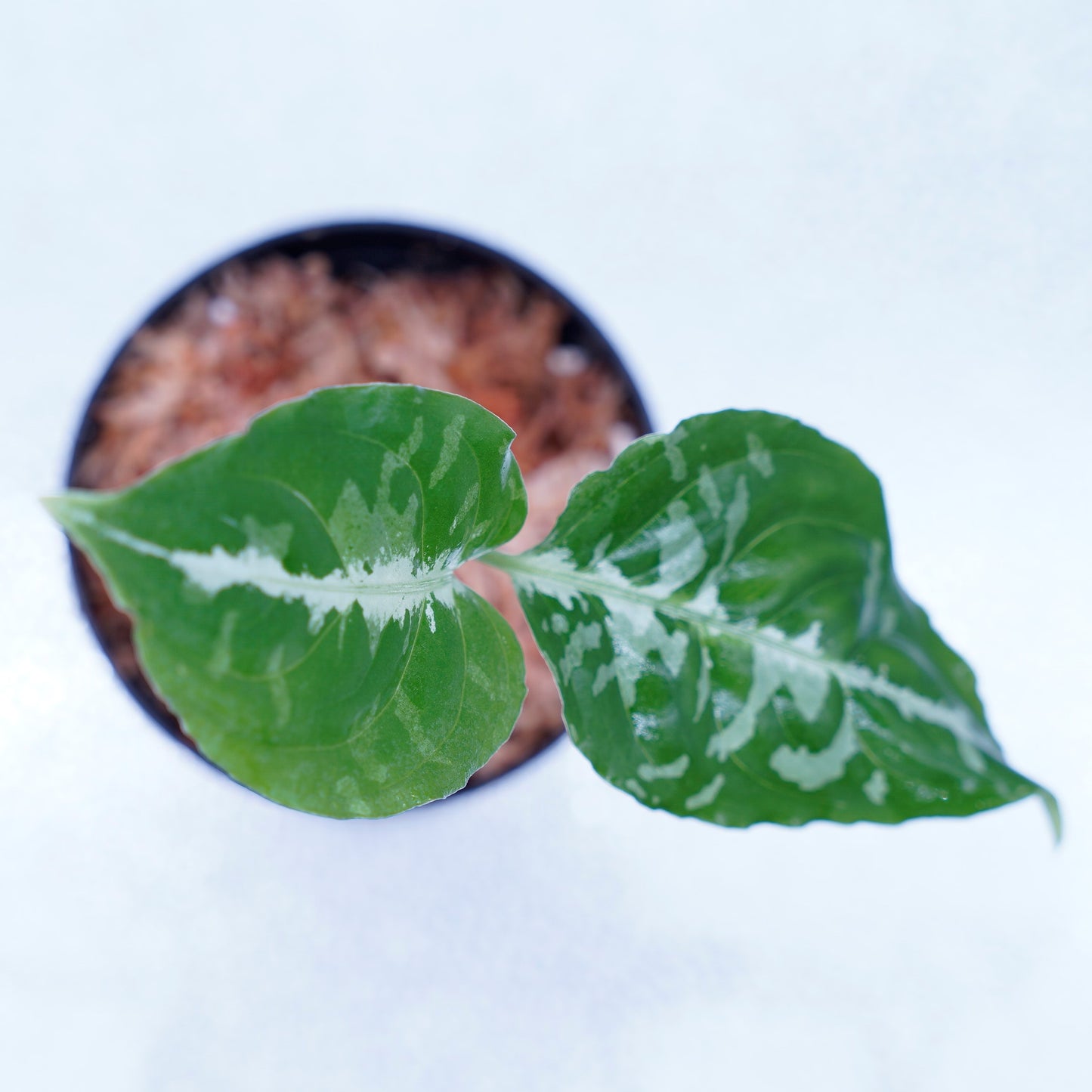 <Grow aquarium>Aglaonema Pictum “Kronos”