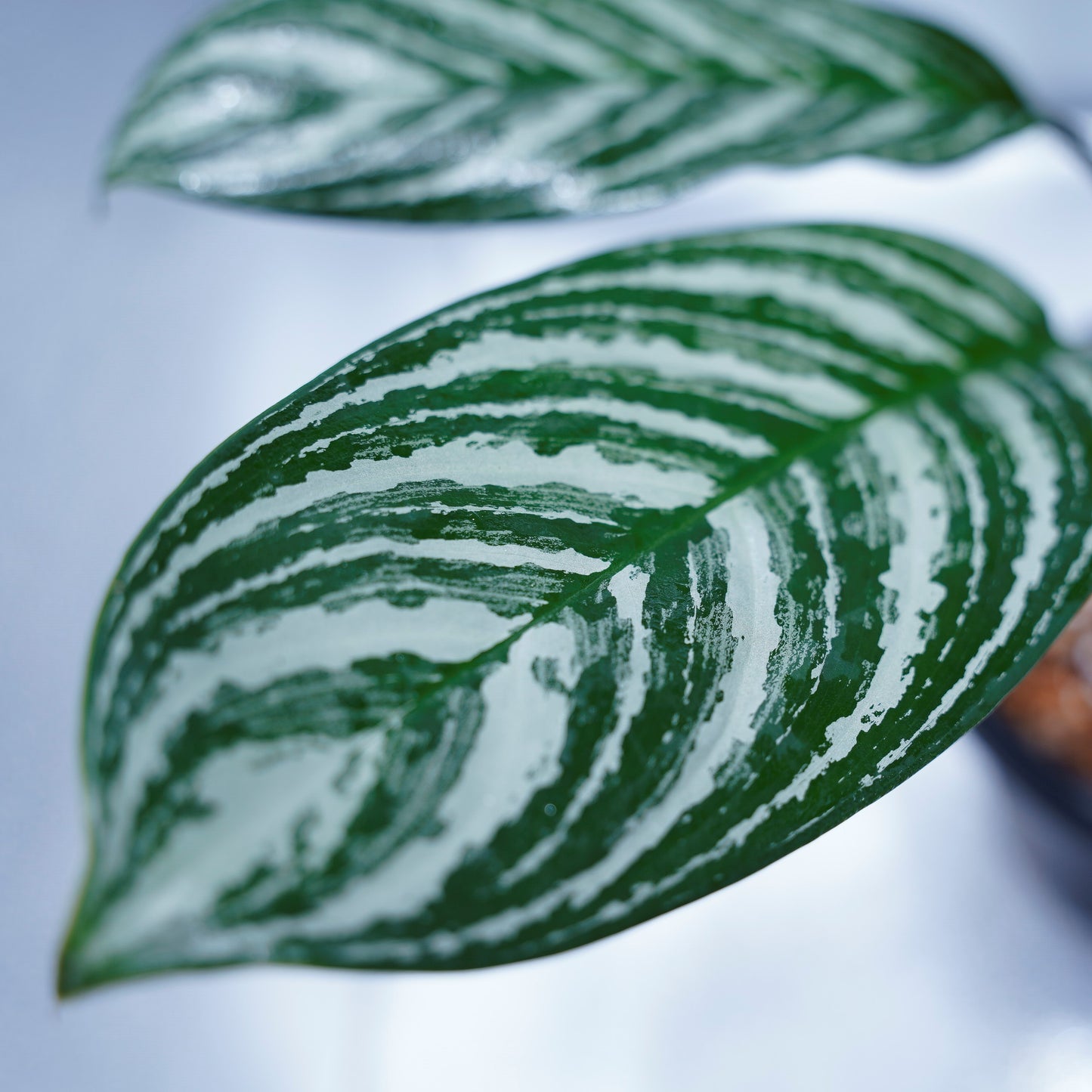 <カーティシー>Aglaonema Nitidum “Curtisii” UND220408