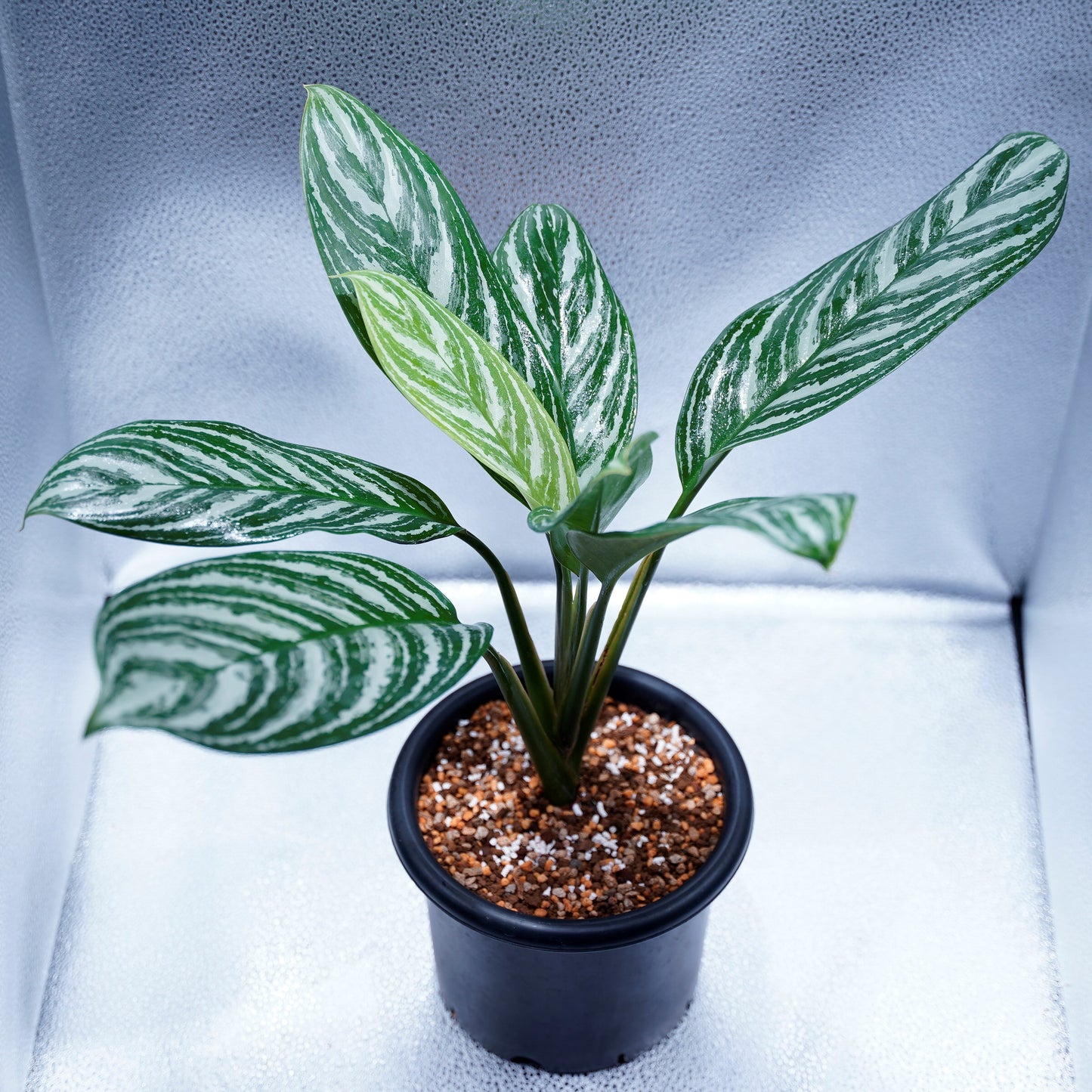 <カーティシー>Aglaonema Nitidum “Curtisii” UND220408
