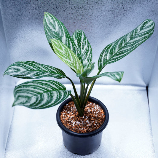 <カーティシー>Aglaonema Nitidum “Curtisii” UND220408