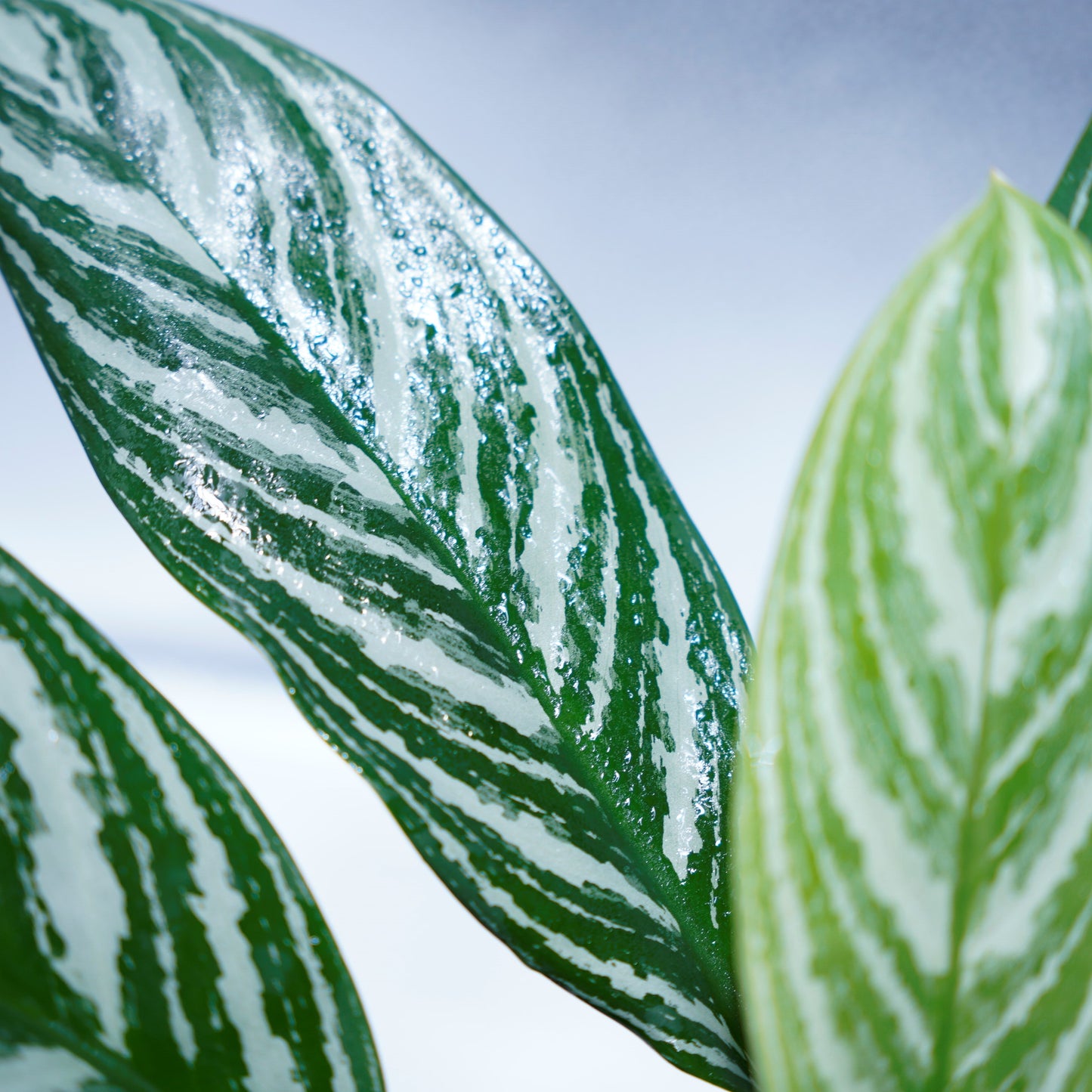 <カーティシー>Aglaonema Nitidum “Curtisii” UND220408