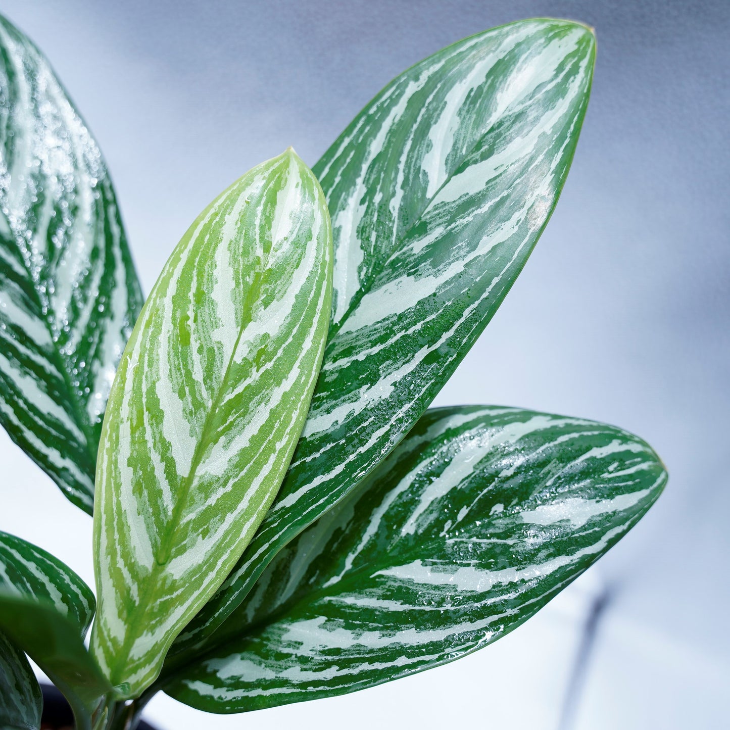 <カーティシー>Aglaonema Nitidum “Curtisii” UND220408
