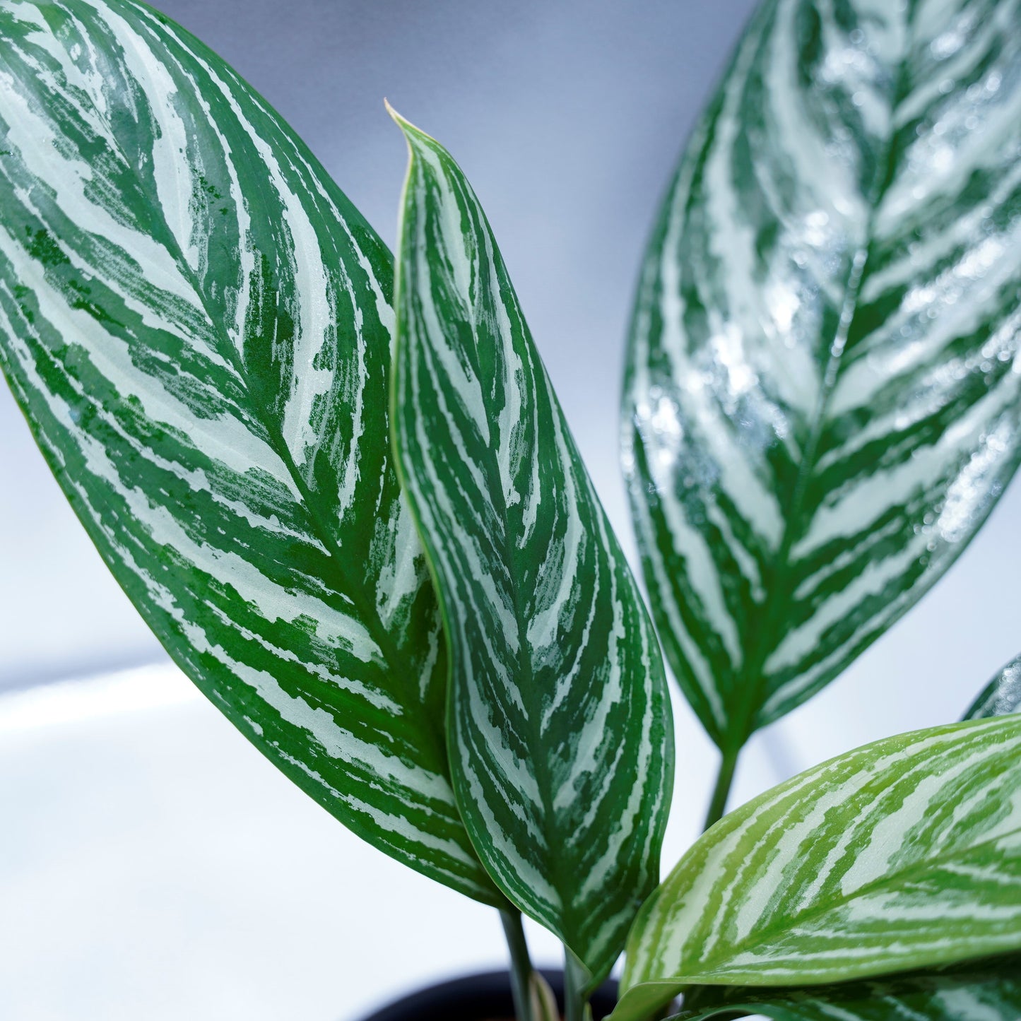 <カーティシー>Aglaonema Nitidum “Curtisii” UND220408