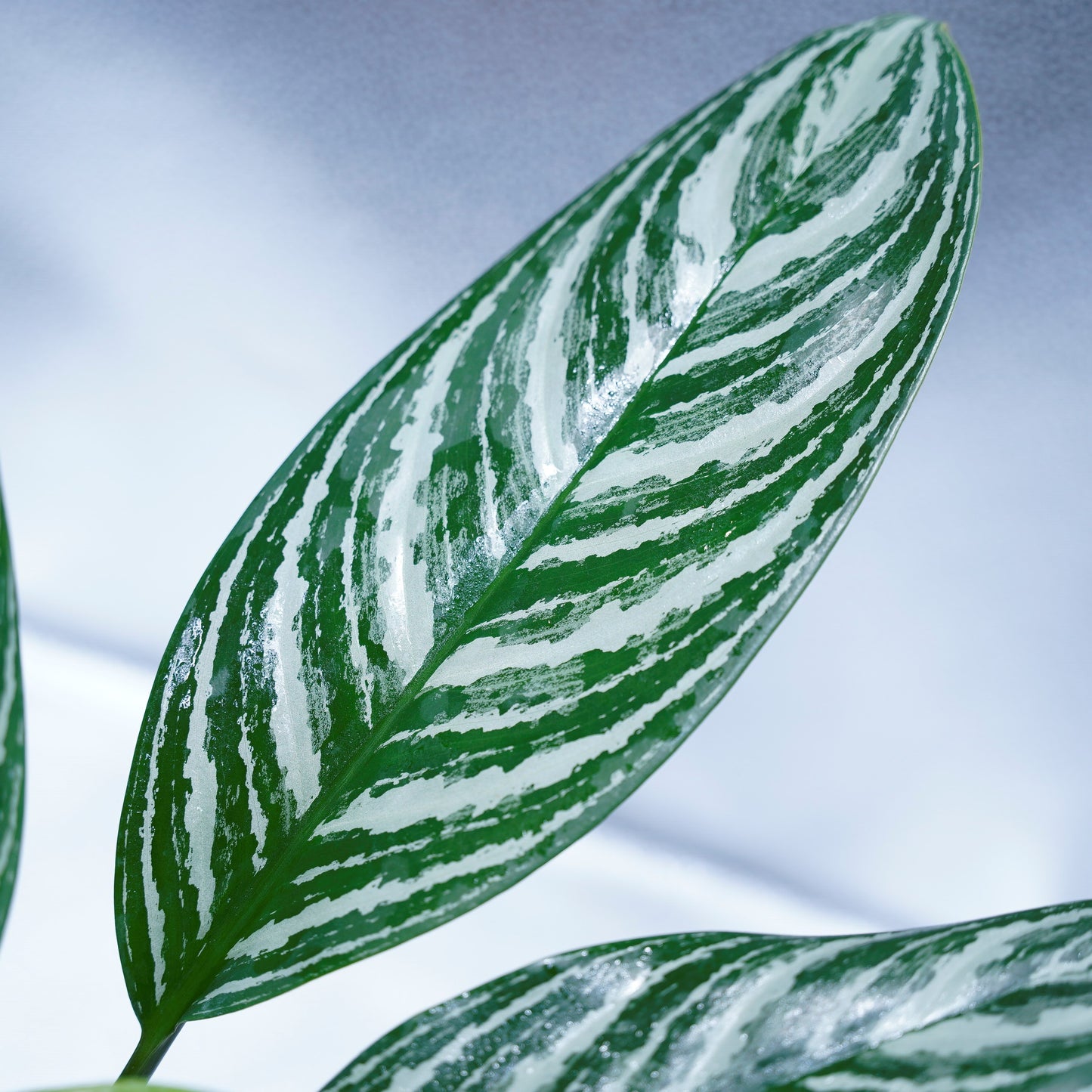 <カーティシー>Aglaonema Nitidum “Curtisii” UND220408