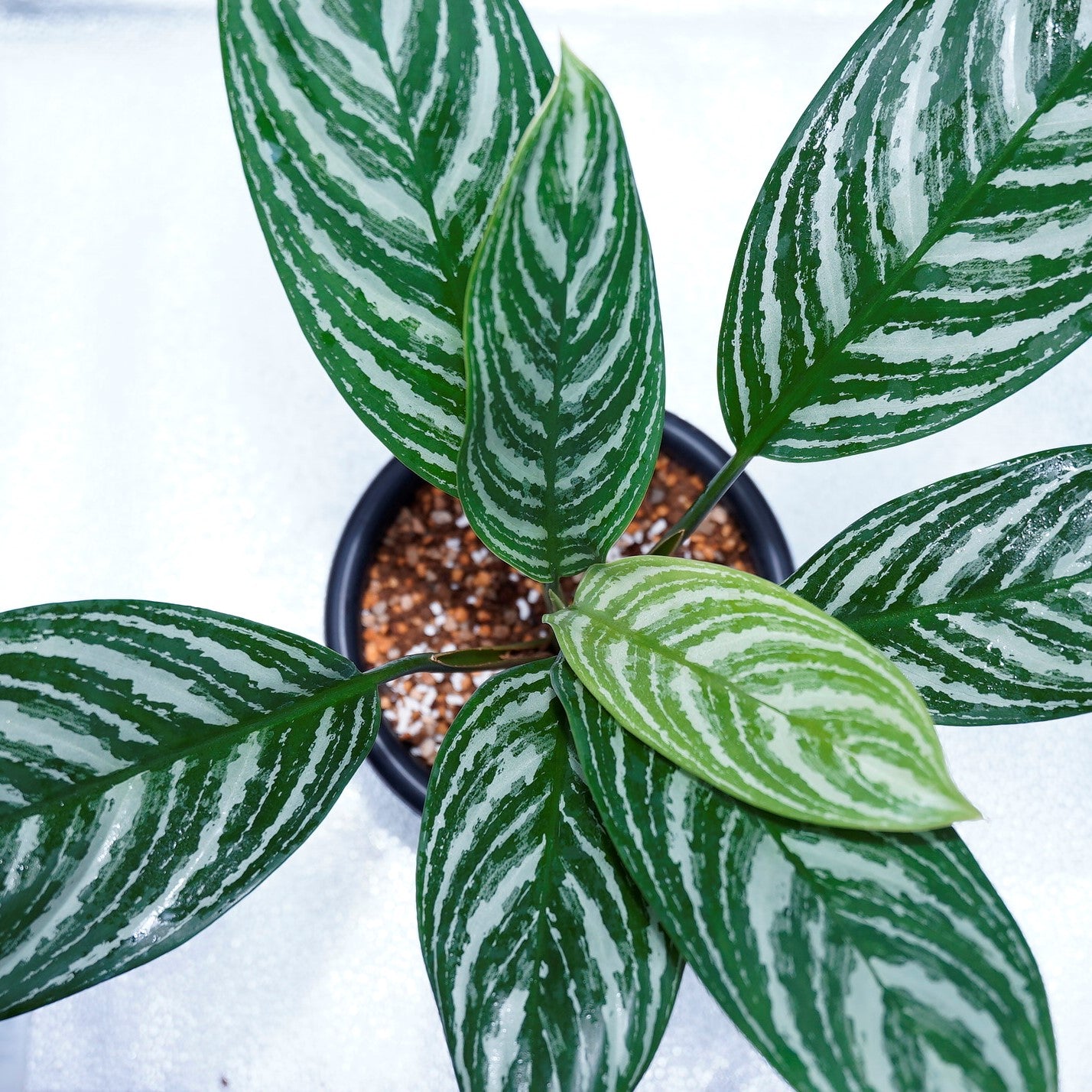 <カーティシー>Aglaonema Nitidum “Curtisii” UND220408