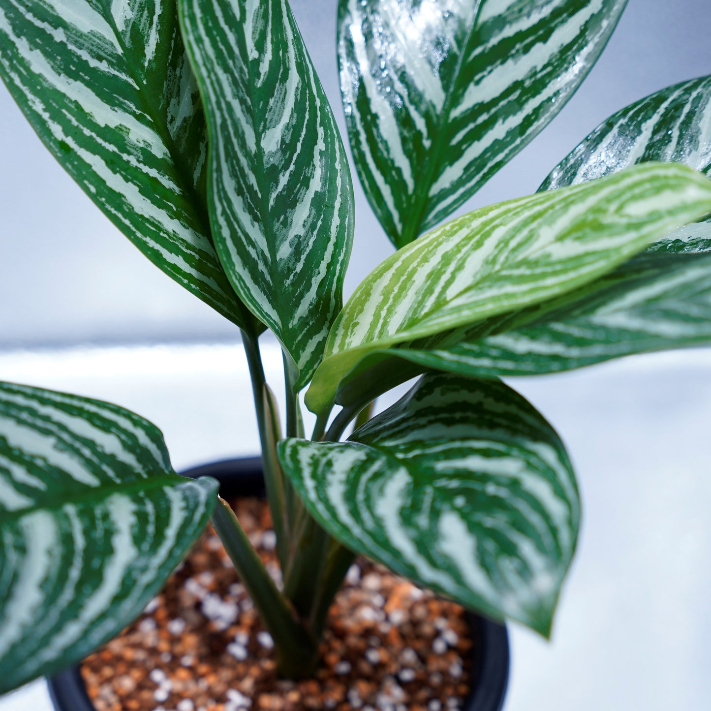 <カーティシー>Aglaonema Nitidum “Curtisii” UND220408