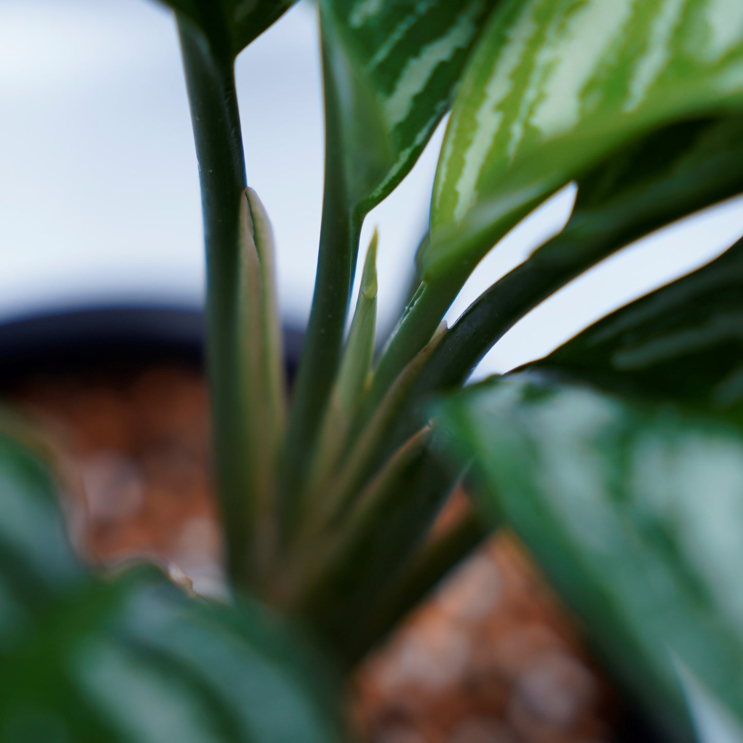 <カーティシー>Aglaonema Nitidum “Curtisii” UND220408