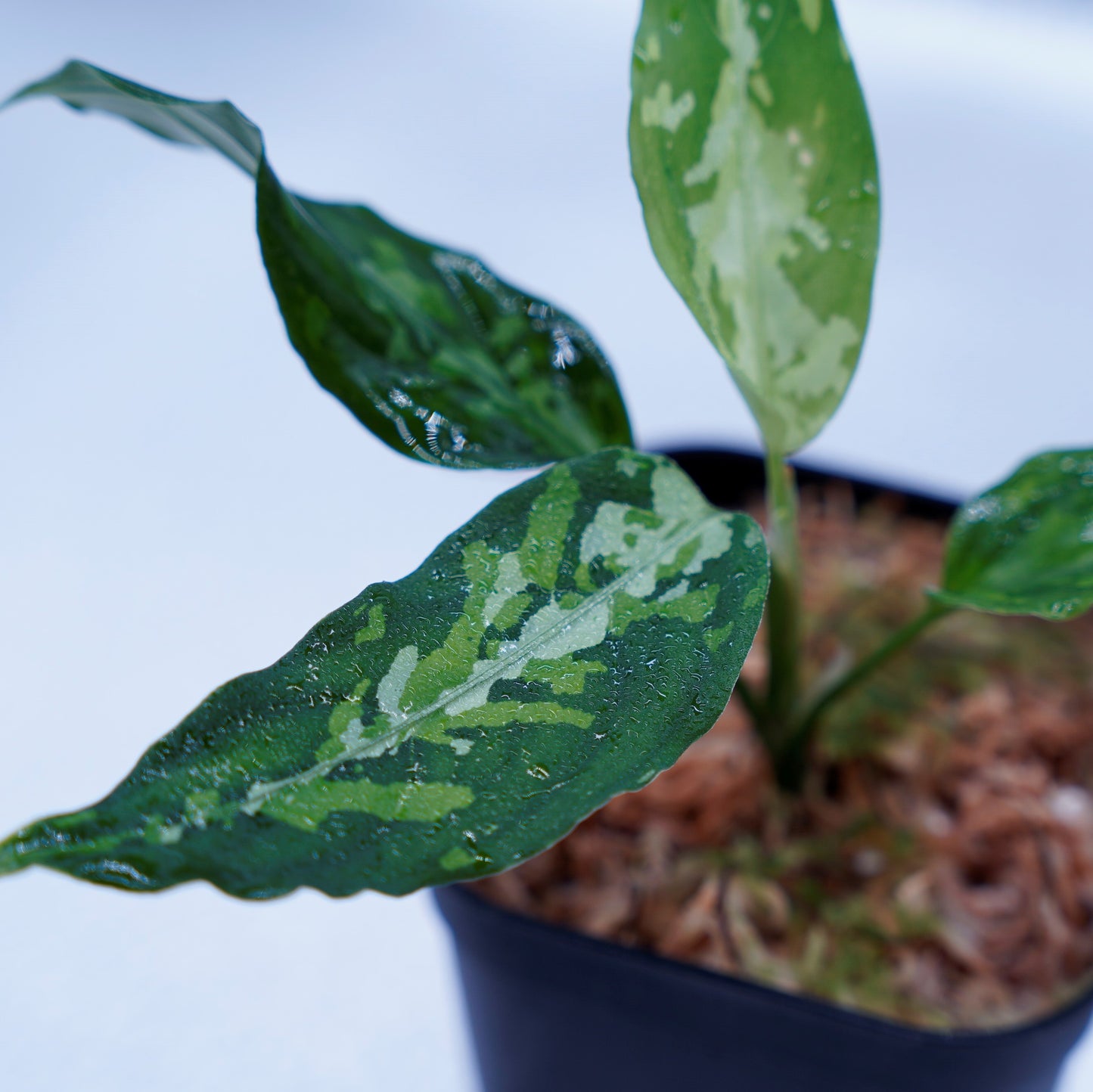 <TZ便>Aglaonema Pictum Aceh 【T-031118 β産地】