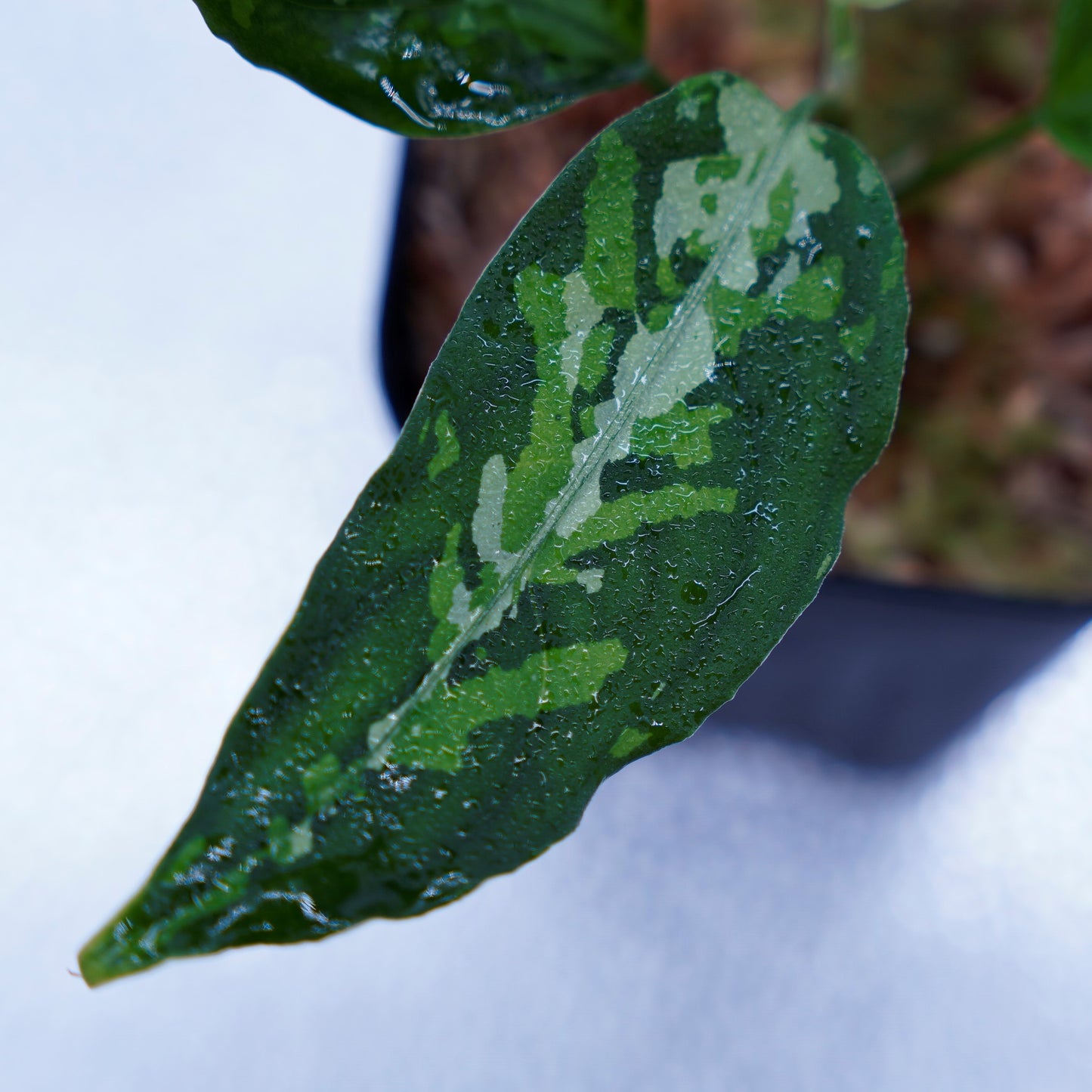 <TZ便>Aglaonema Pictum Aceh 【T-031118 β産地】