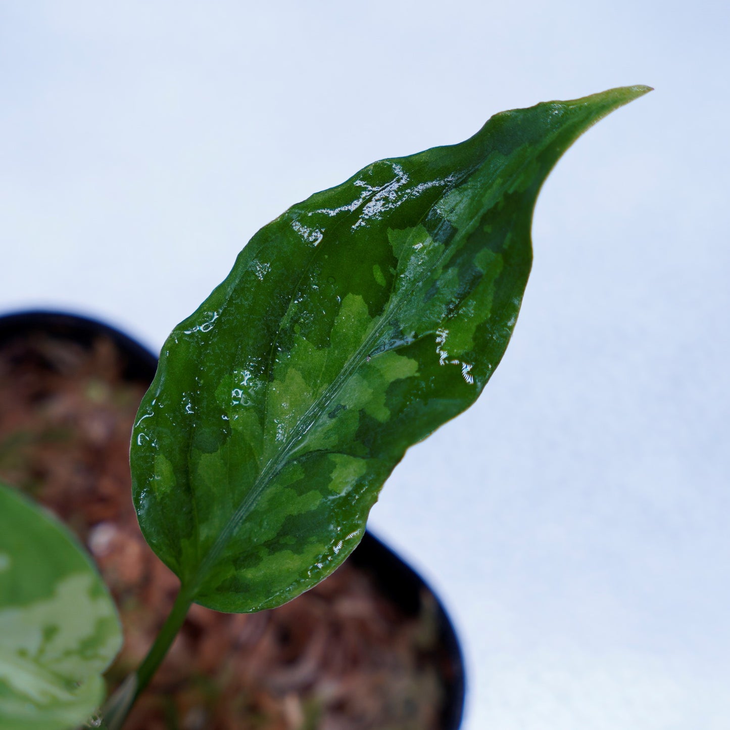 <TZ便>Aglaonema Pictum Aceh 【T-031118 β産地】