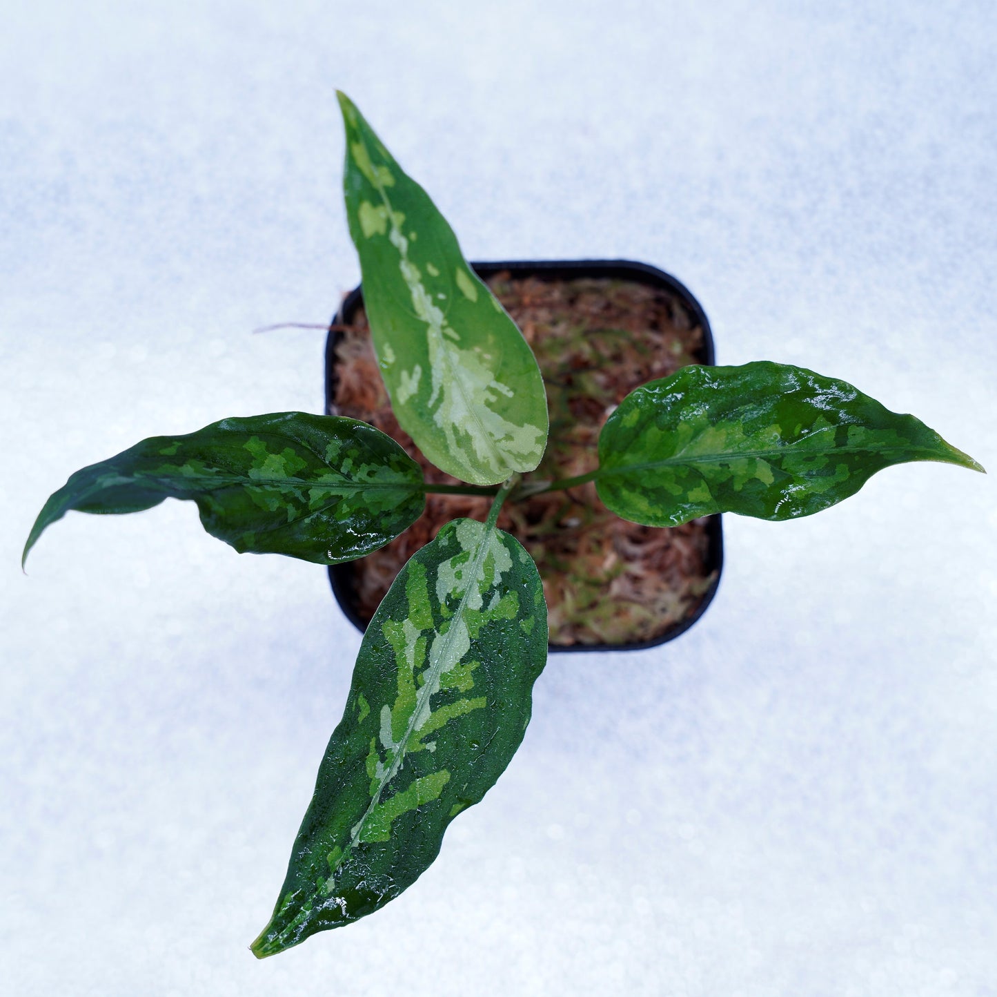<TZ便>Aglaonema Pictum Aceh 【T-031118 β産地】
