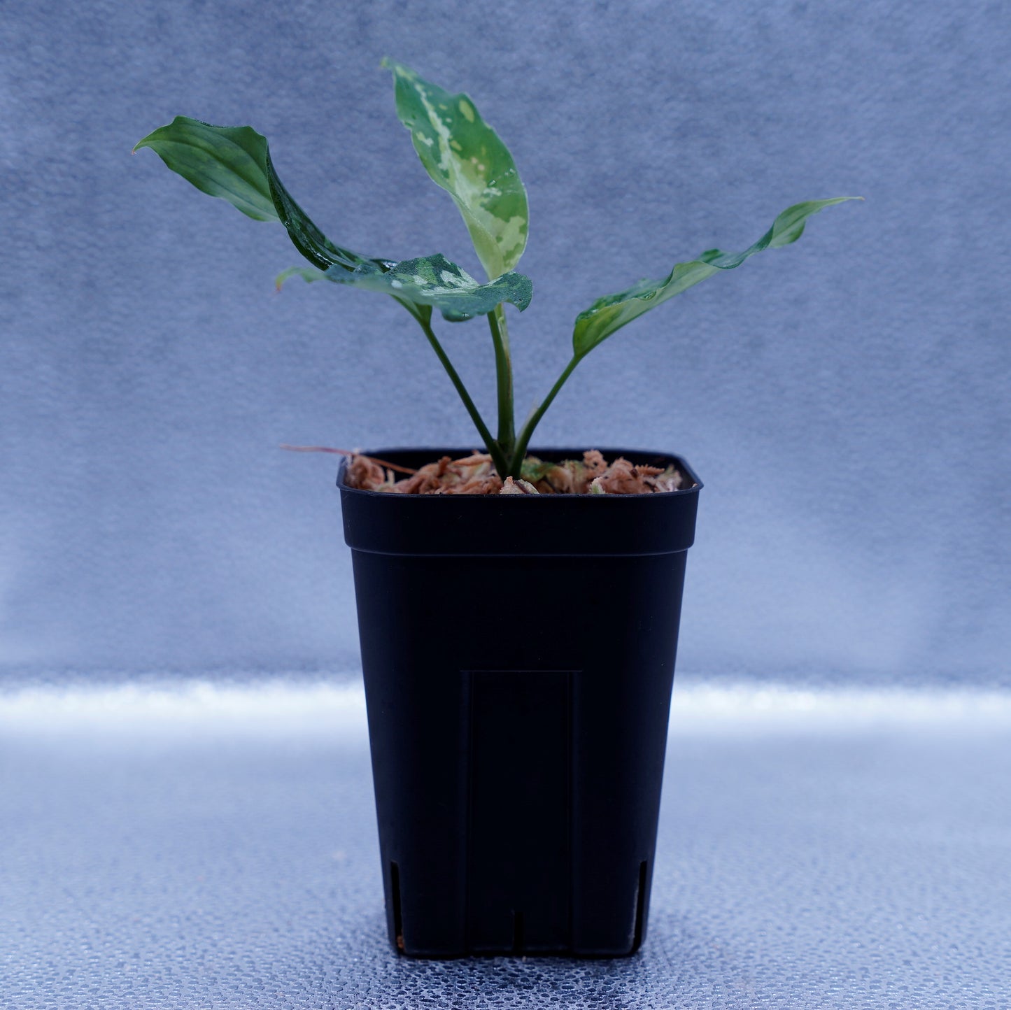 <TZ便>Aglaonema Pictum Aceh 【T-031118 β産地】