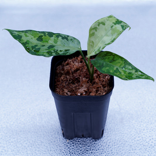 <オリジナル>Aglaonema Pictum Aceh Multicolor UND “SEGAL”