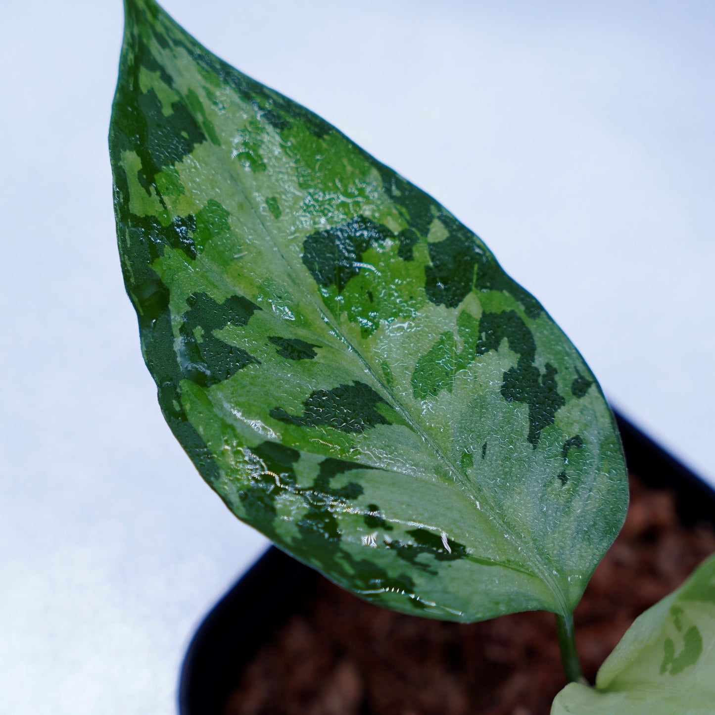 <オリジナル>Aglaonema Pictum Aceh Multicolor UND “SEGAL”