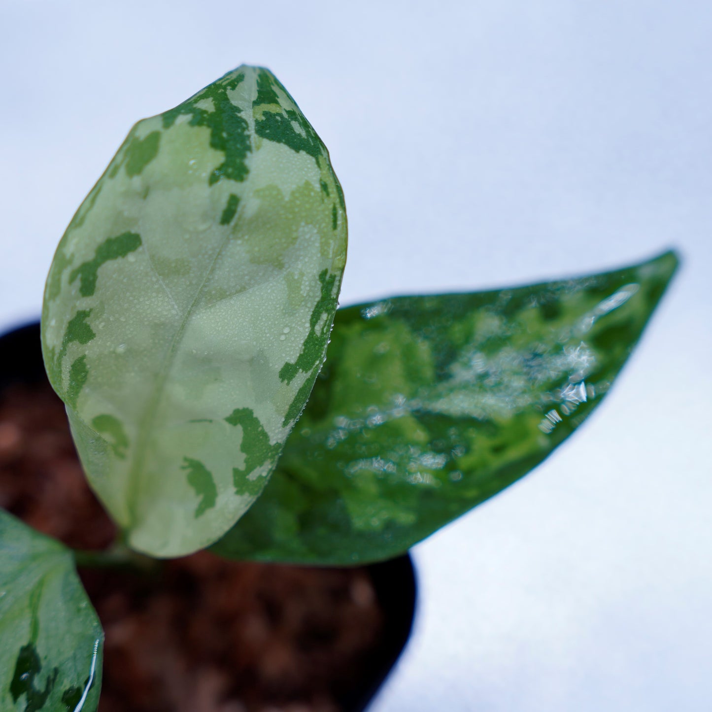 <オリジナル>Aglaonema Pictum Aceh Multicolor UND “SEGAL”