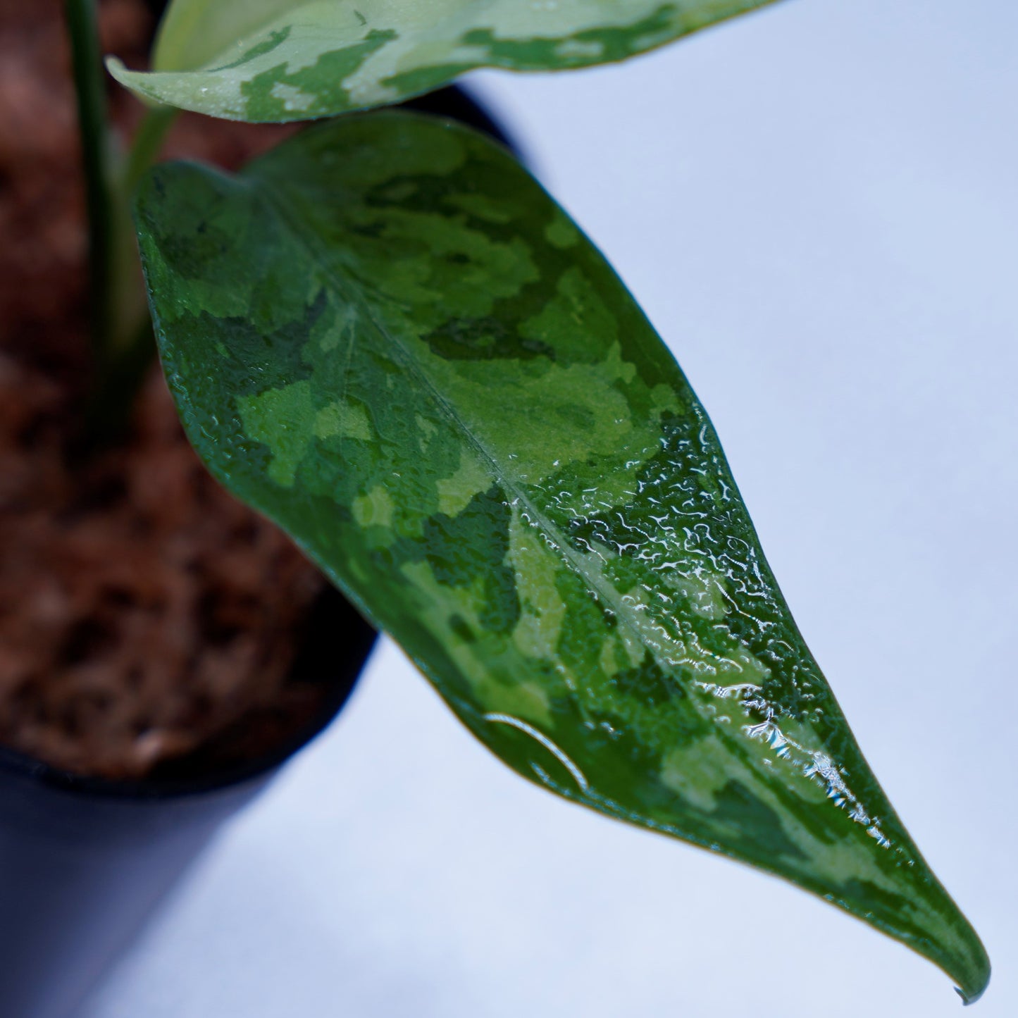 <オリジナル>Aglaonema Pictum Aceh Multicolor UND “SEGAL”