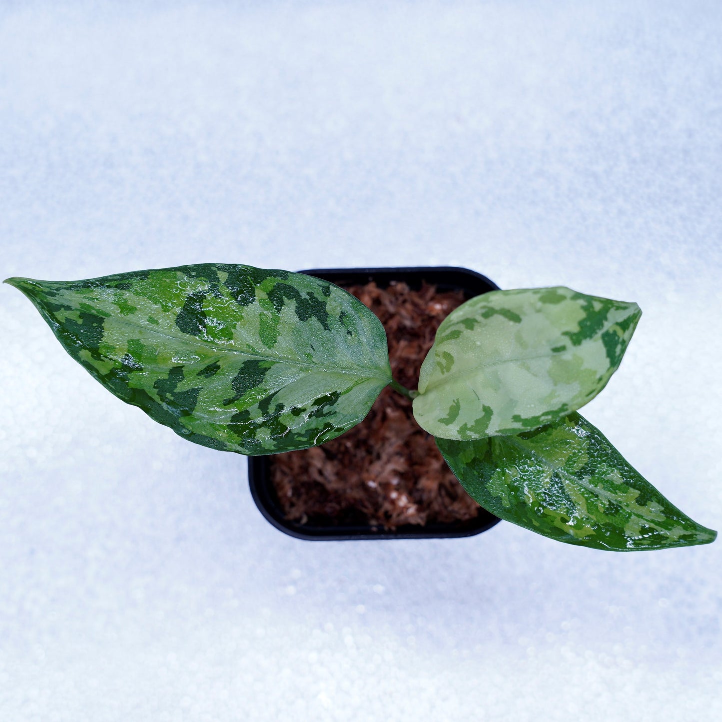 <オリジナル>Aglaonema Pictum Aceh Multicolor UND “SEGAL”