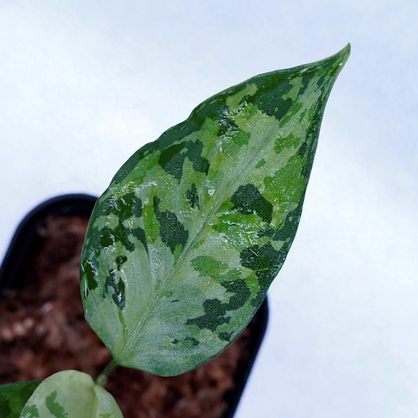 <オリジナル>Aglaonema Pictum Aceh Multicolor UND “SEGAL”