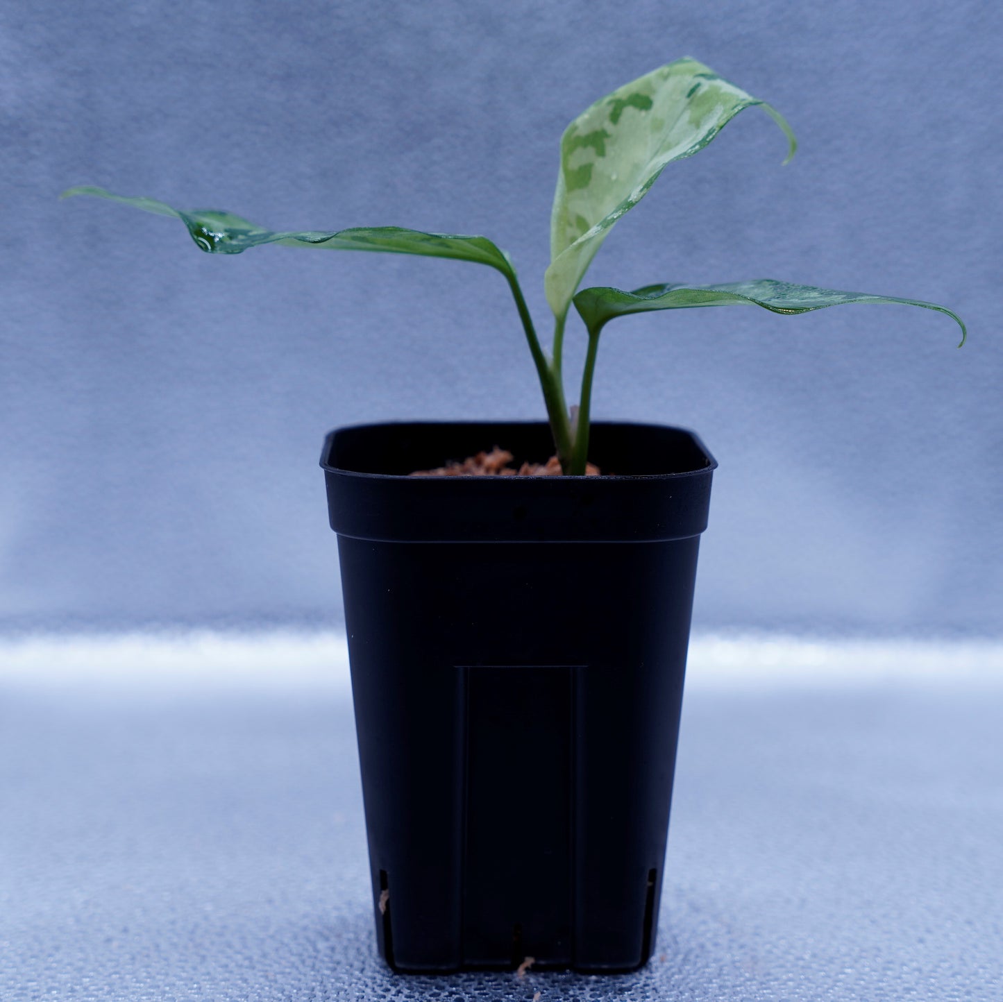 <オリジナル>Aglaonema Pictum Aceh Multicolor UND “SEGAL”