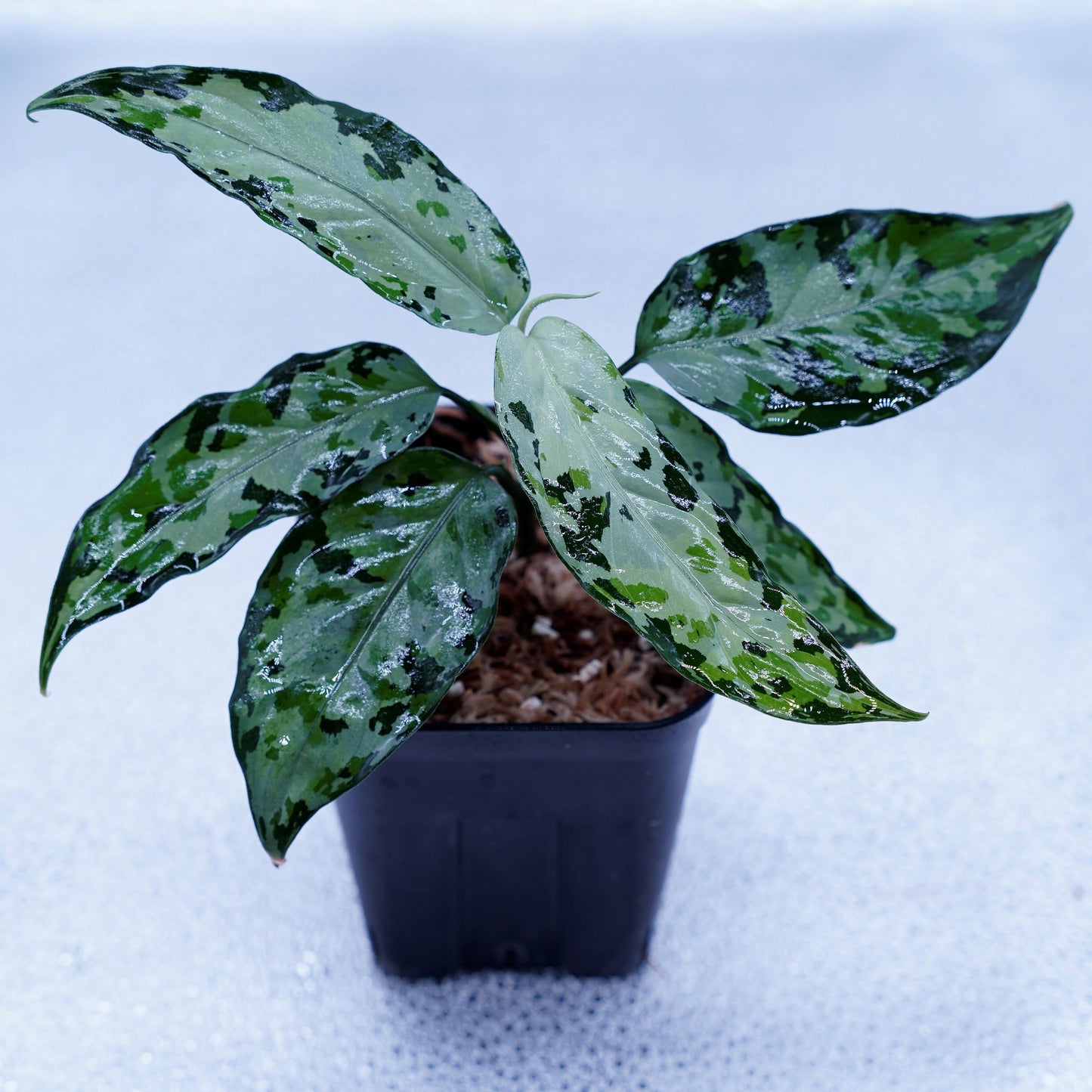 <オリジナル>Aglaonema Pictum Aceh Multicolor UND “SEGAL”